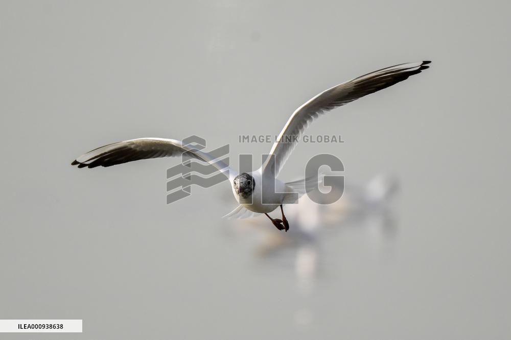 KUWAIT-BIRDS-BLACK-HEADED GULLS