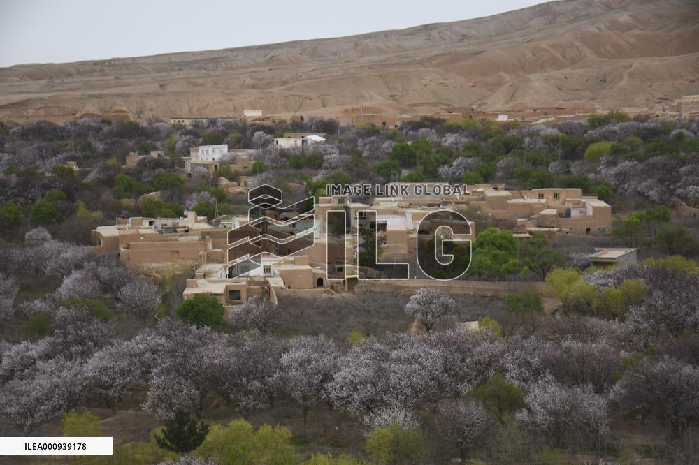 AFGHANISTAN-BALKH-ALMOND-BLOOMS