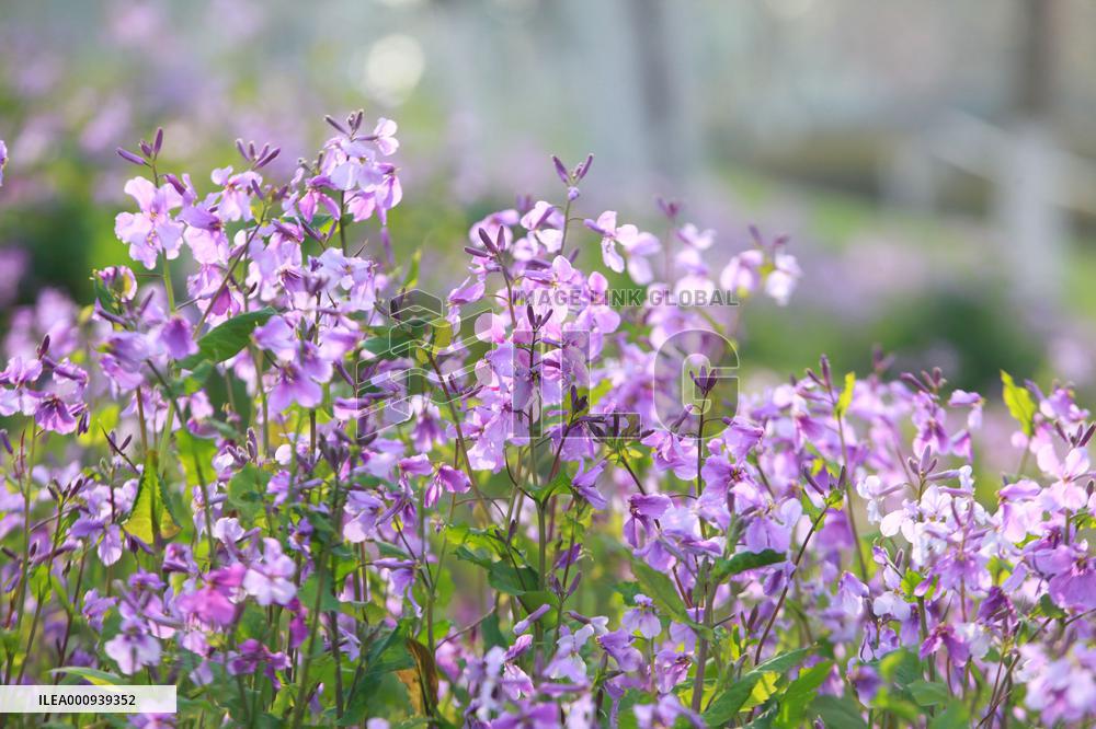 #CHINA-SPRING-SCENERY (CN)