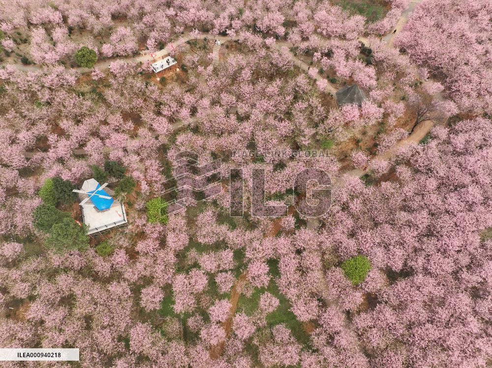 CHINA-HUNAN-CHANGNING-CHERRY BLOSSOMS (CN)
