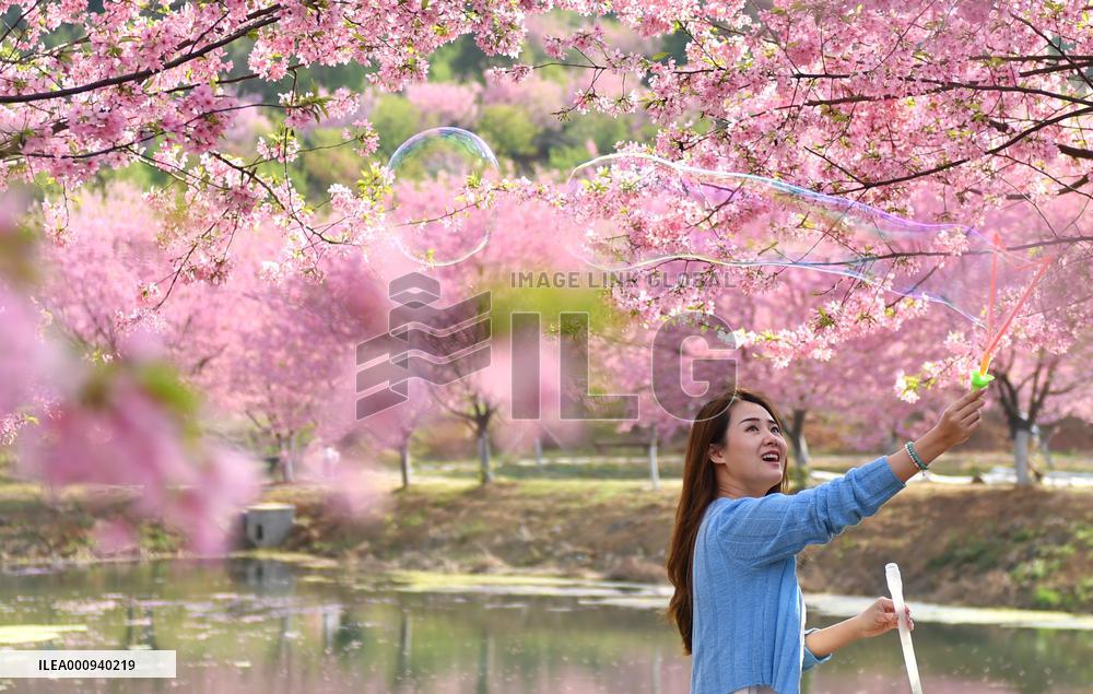 CHINA-HUNAN-CHANGNING-CHERRY BLOSSOMS (CN)