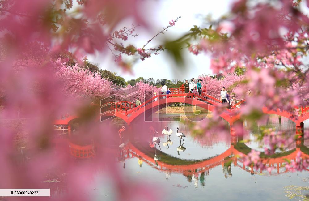 CHINA-HUNAN-CHANGNING-CHERRY BLOSSOMS (CN)