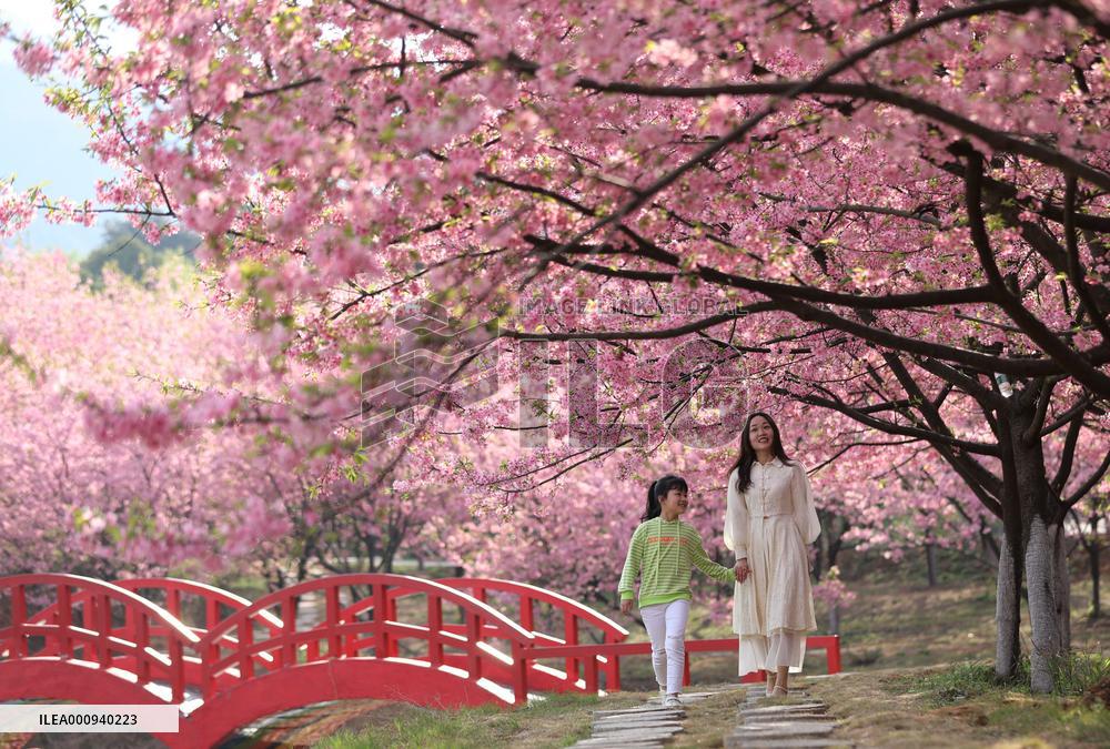 CHINA-HUNAN-CHANGNING-CHERRY BLOSSOMS (CN)