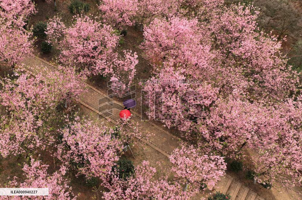 CHINA-HUNAN-CHANGNING-CHERRY BLOSSOMS (CN)