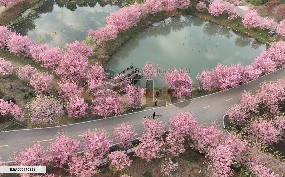 CHINA-HUNAN-CHANGNING-CHERRY BLOSSOMS (CN)
