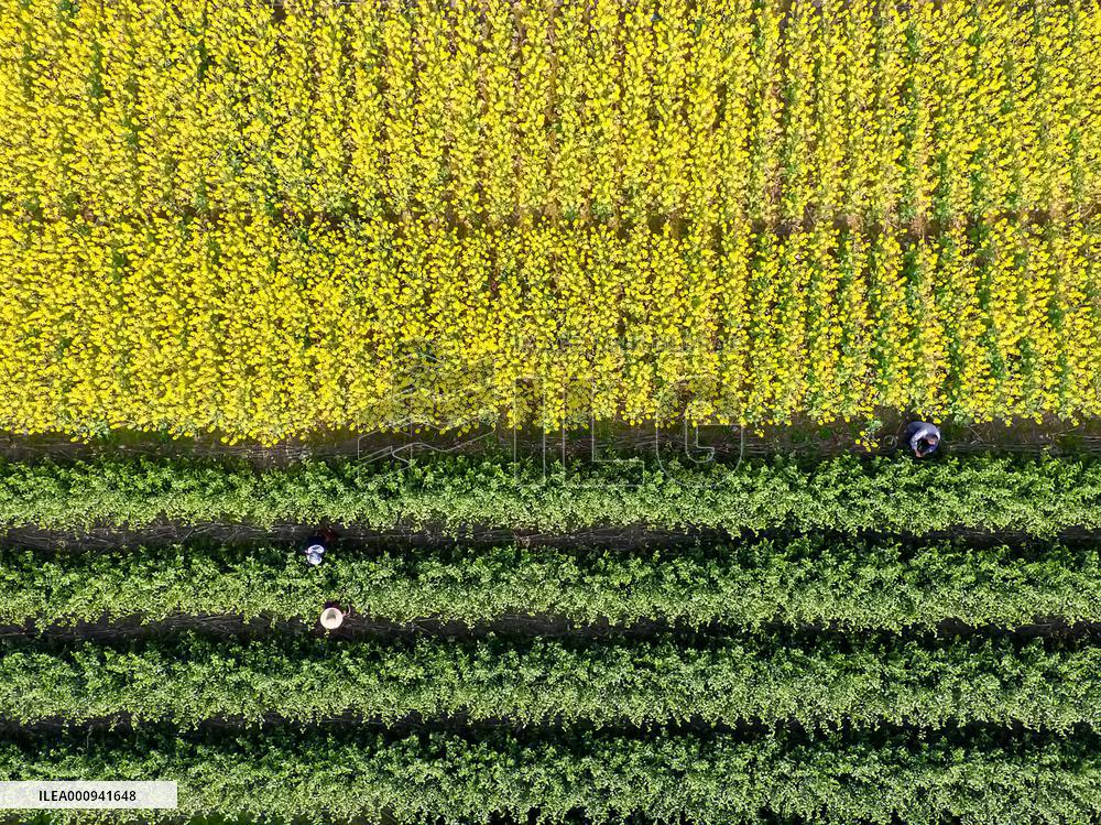 #CHINA-SPRING-SCENERY-FARMING