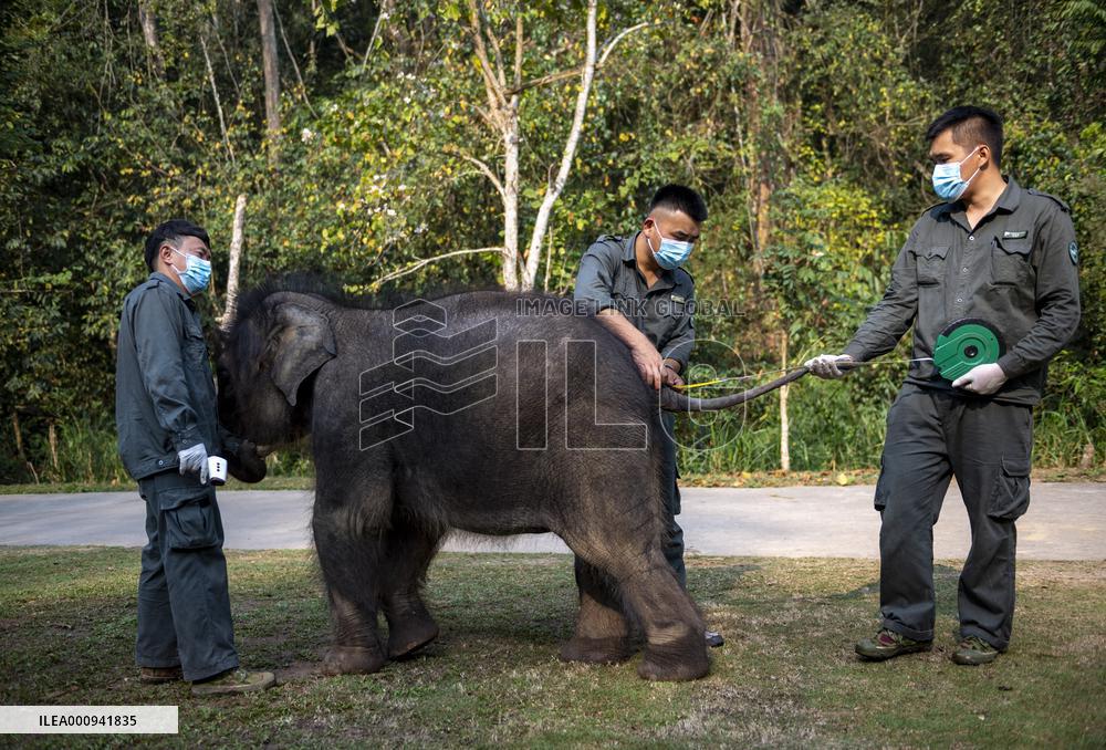 CHINA-YUNNAN-ASIAN ELEPHANT-RESCUE (CN)