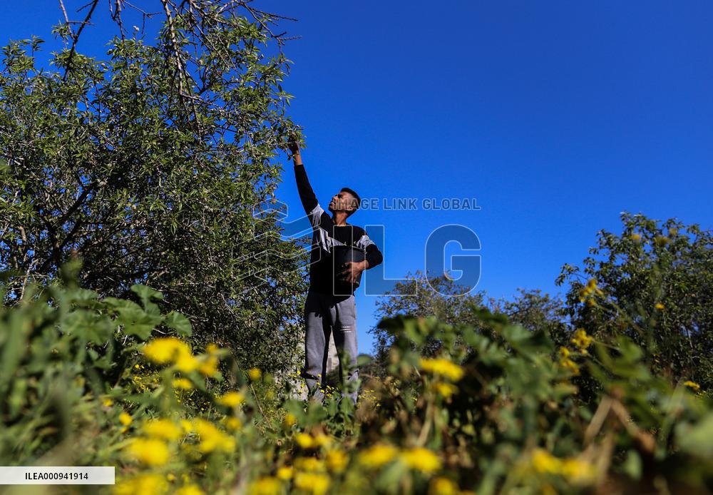 MIDEAST-GAZA-KHAN YOUNIS-ALMONDS-HARVEST