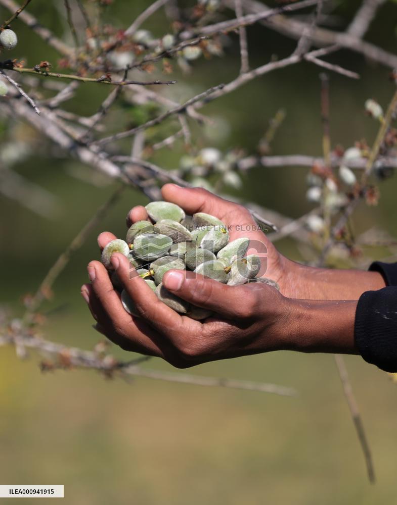 MIDEAST-GAZA-KHAN YOUNIS-ALMONDS-HARVEST