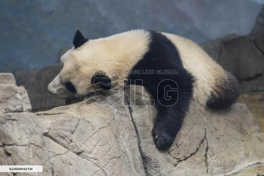 U.S.-WASHINGTON, D.C.-SMITHSONIAN'S NATIONAL ZOO-GIANT PANDA PROGRAM-50TH ANNIVERSARY