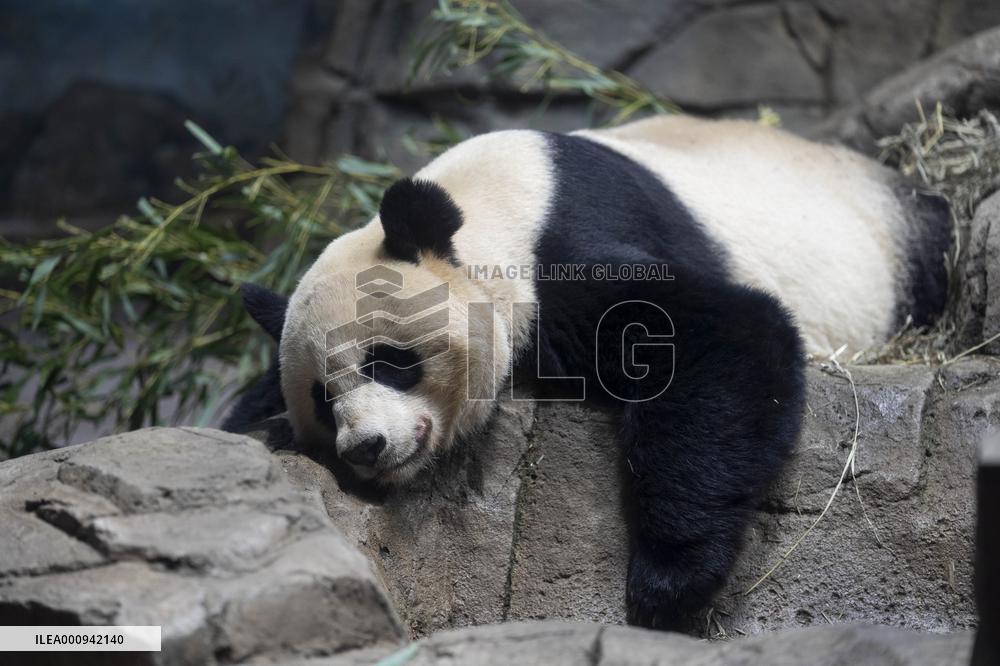 U.S.-WASHINGTON, D.C.-SMITHSONIAN'S NATIONAL ZOO-GIANT PANDA PROGRAM-50TH ANNIVERSARY