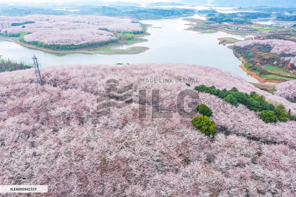 CHINA-GUIZHOU-GUIAN NEW AREA-CHERRY BLOSSOM (CN)