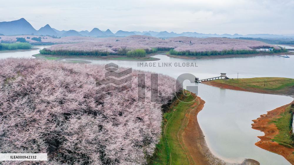 CHINA-GUIZHOU-GUIAN NEW AREA-CHERRY BLOSSOM (CN)