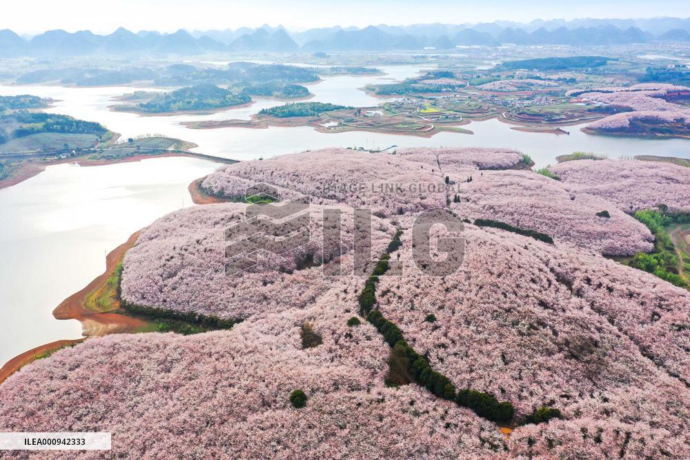 CHINA-GUIZHOU-GUIAN NEW AREA-CHERRY BLOSSOM (CN)