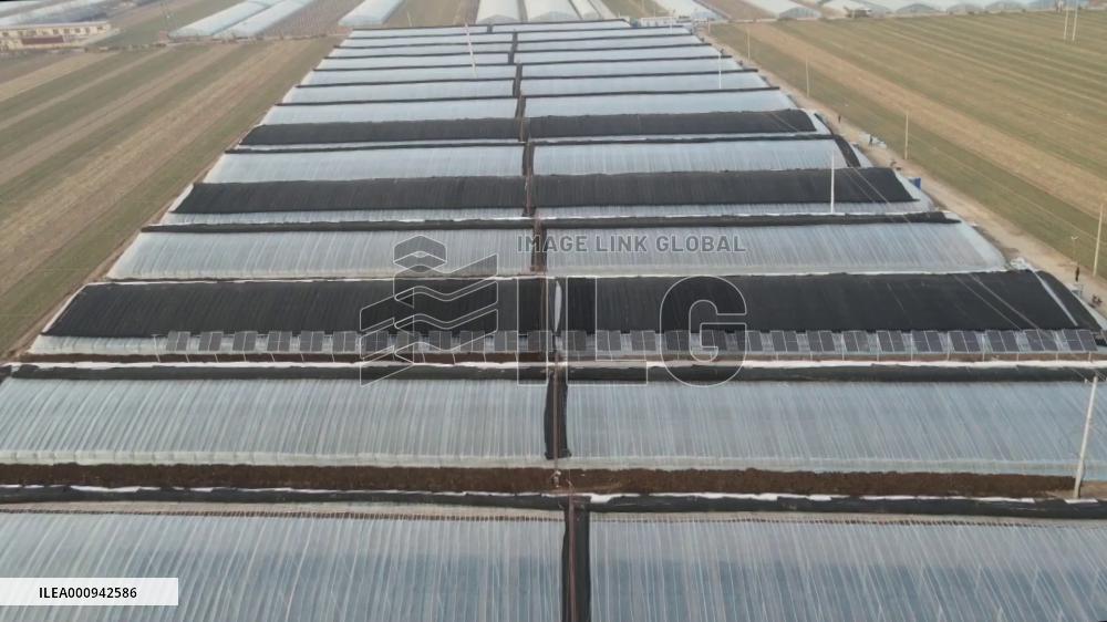 Clean energy helps greenhouse vegetable farming go zero-carbon in N China