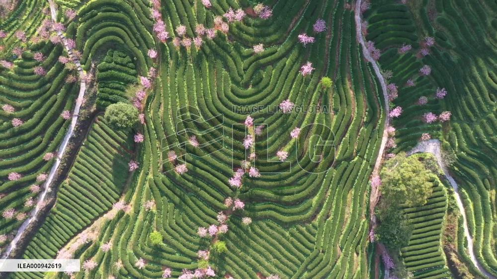 Fabulous spring views in Wuyi Mountain, S. China's Fujian