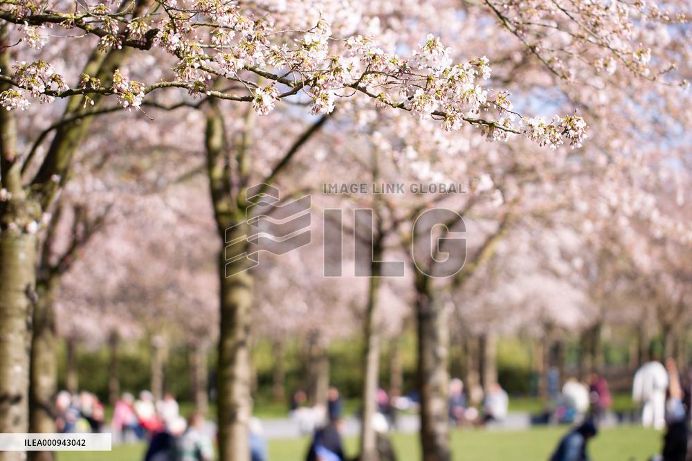 THE NETHERLANDS-AMSTELVEEN-CHERRY BLOSSOM