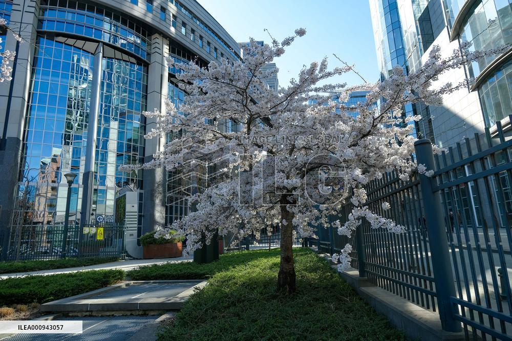 BELGIUM-BRUSSELS-SPRING-SCENERY