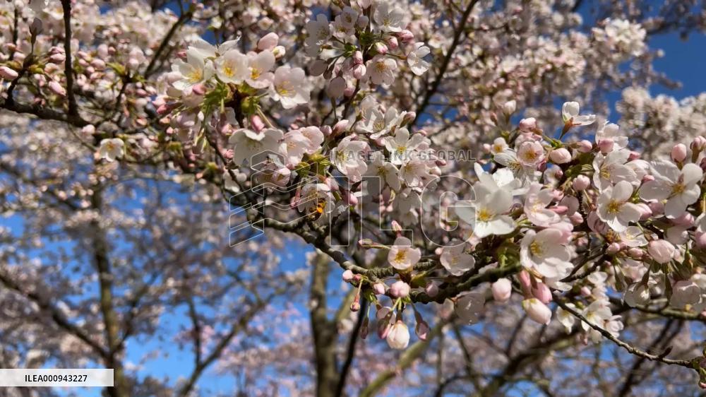 People enjoy cherry blossoms in Netherlands