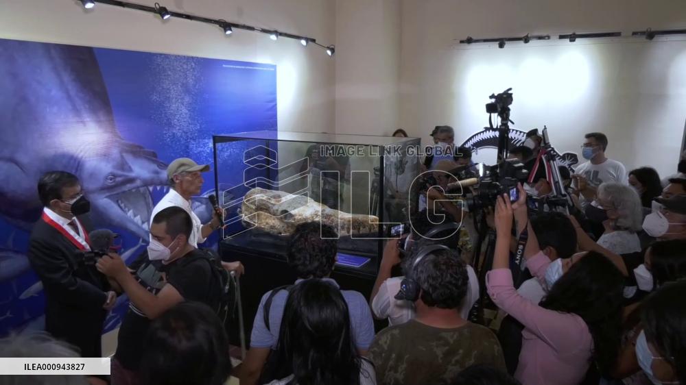 Cranium of primitive whale dating back 36 million years discovered, displayed in Peru