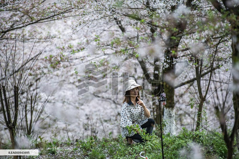 CHINA-SPRING-SCENERY (CN)