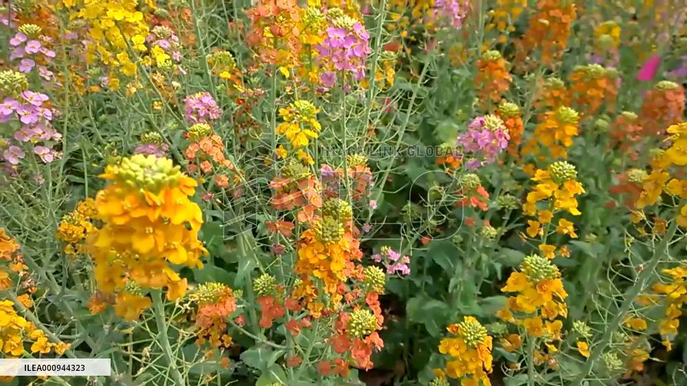 Multi-colored rapeseed flowers in full bloom in China's Jiangxi