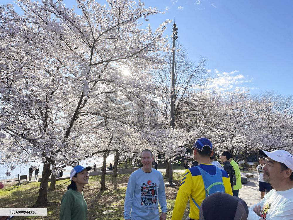 U.S. cherry blossom festival opens in Washington