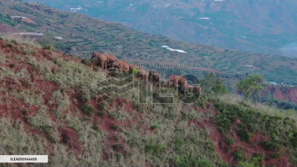 Wild elephants' epic journey in China accelerates efforts for human-nature harmony