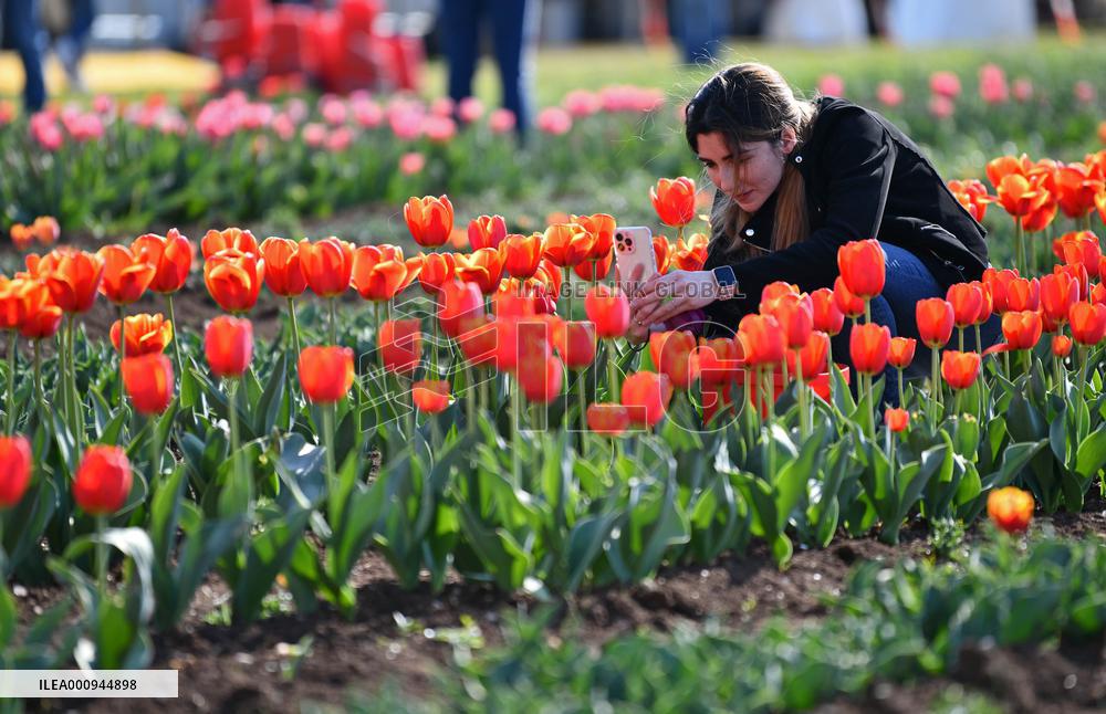 ITALY-ROME-TULIPS