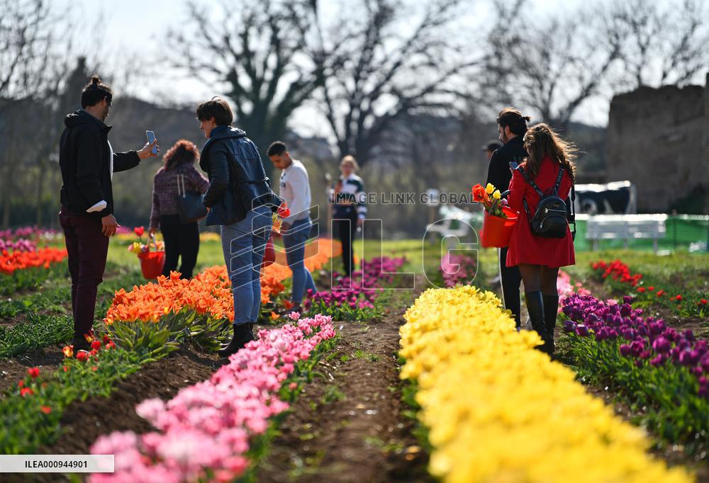 ITALY-ROME-TULIPS