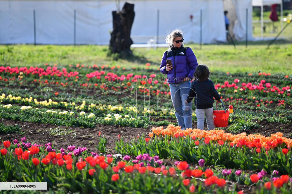 ITALY-ROME-TULIPS