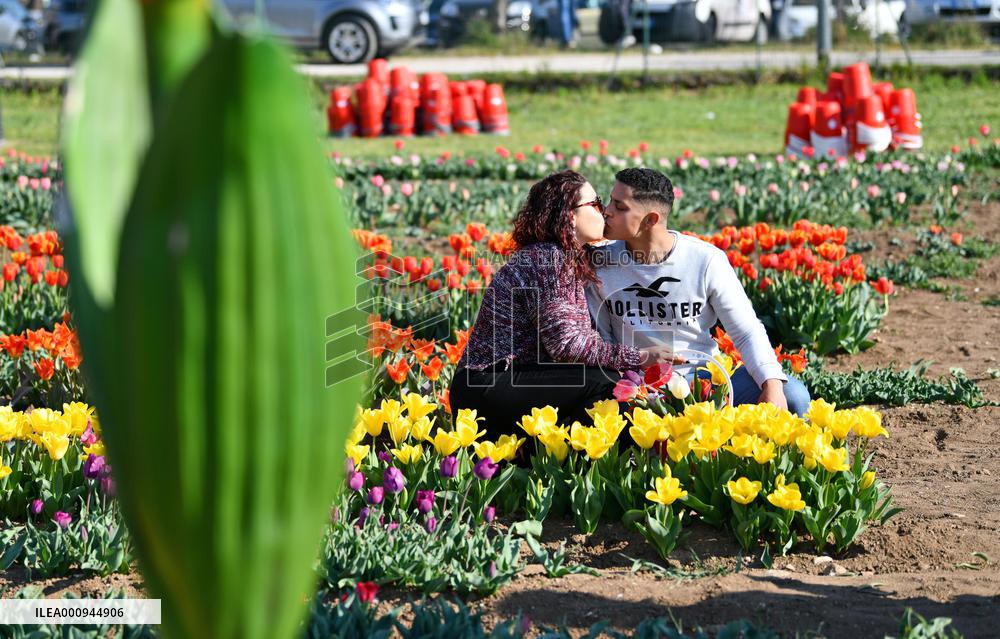 ITALY-ROME-TULIPS