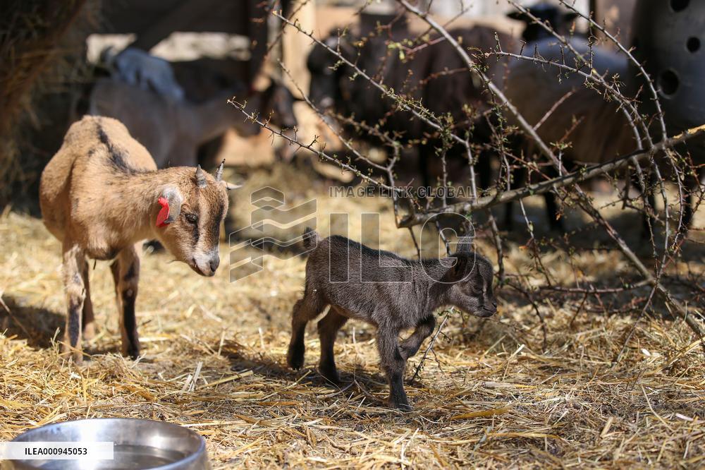 CROATIA-ZAGREB-BABY DWARF GOAT