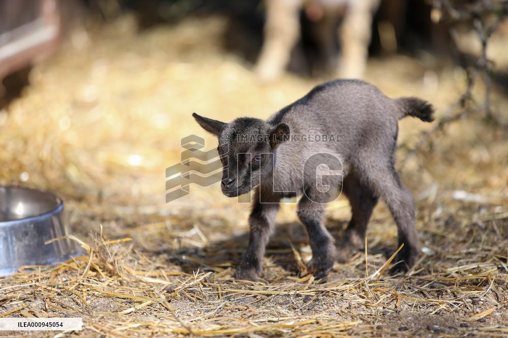 CROATIA-ZAGREB-BABY DWARF GOAT