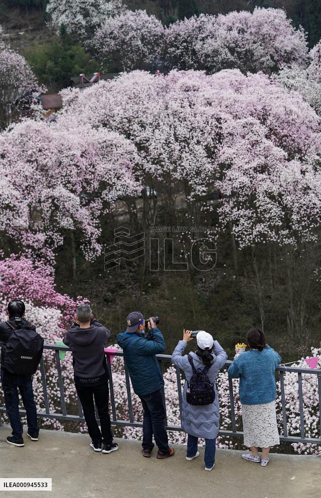 CHINA-SICHUAN-JIANGYOU-MAGNOLIA FLOWERS(CN)