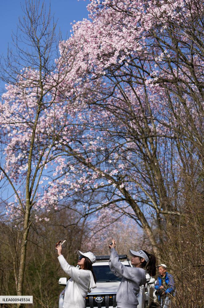 CHINA-SICHUAN-JIANGYOU-MAGNOLIA FLOWERS(CN)