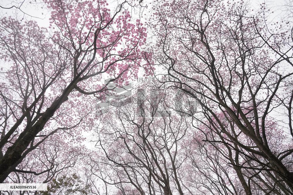 CHINA-SICHUAN-JIANGYOU-MAGNOLIA FLOWERS(CN)