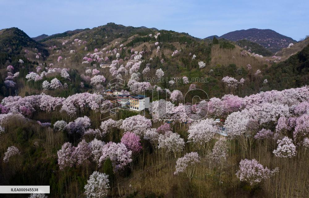CHINA-SICHUAN-JIANGYOU-MAGNOLIA FLOWERS(CN)