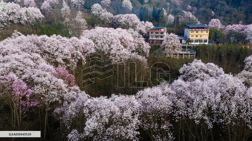 CHINA-SICHUAN-JIANGYOU-MAGNOLIA FLOWERS(CN)