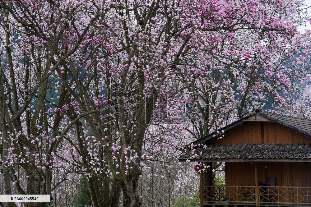 CHINA-SICHUAN-JIANGYOU-MAGNOLIA FLOWERS(CN)
