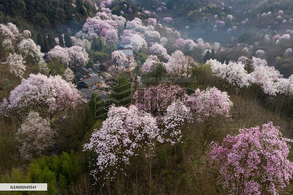 CHINA-SICHUAN-JIANGYOU-MAGNOLIA FLOWERS(CN)