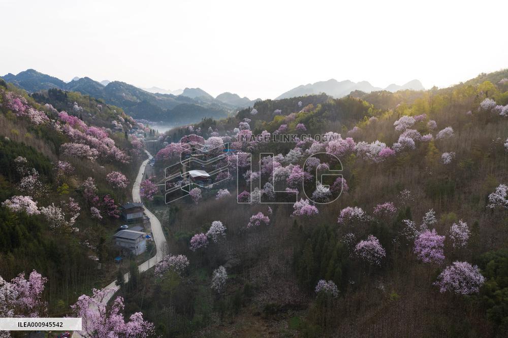 CHINA-SICHUAN-JIANGYOU-MAGNOLIA FLOWERS(CN)