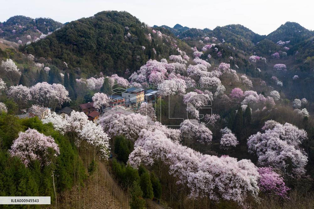CHINA-SICHUAN-JIANGYOU-MAGNOLIA FLOWERS(CN)