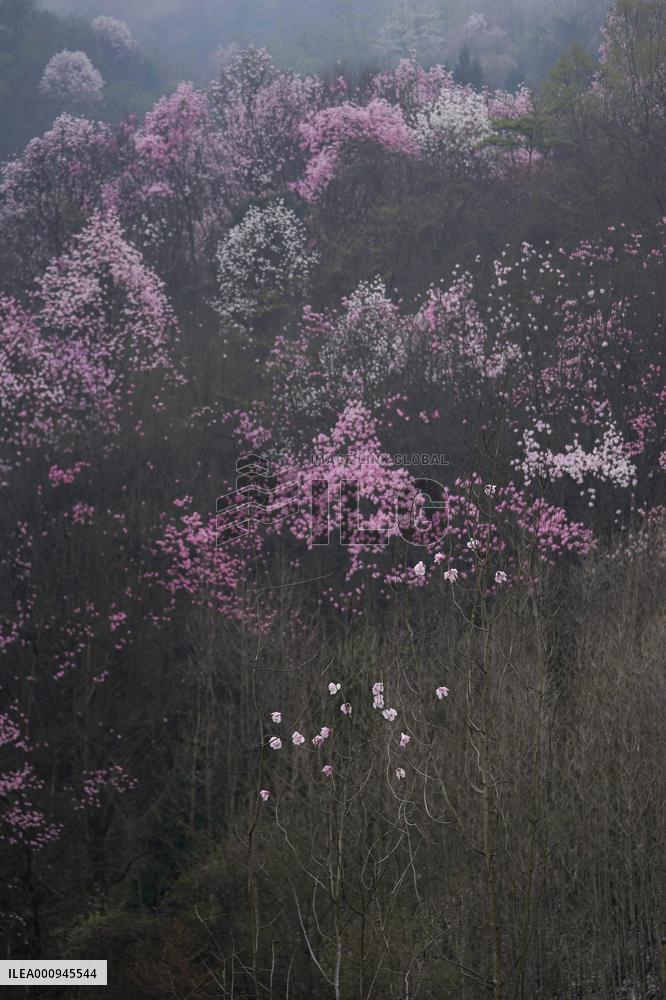 CHINA-SICHUAN-JIANGYOU-MAGNOLIA FLOWERS(CN)