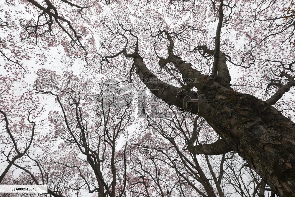 CHINA-SICHUAN-JIANGYOU-MAGNOLIA FLOWERS(CN)