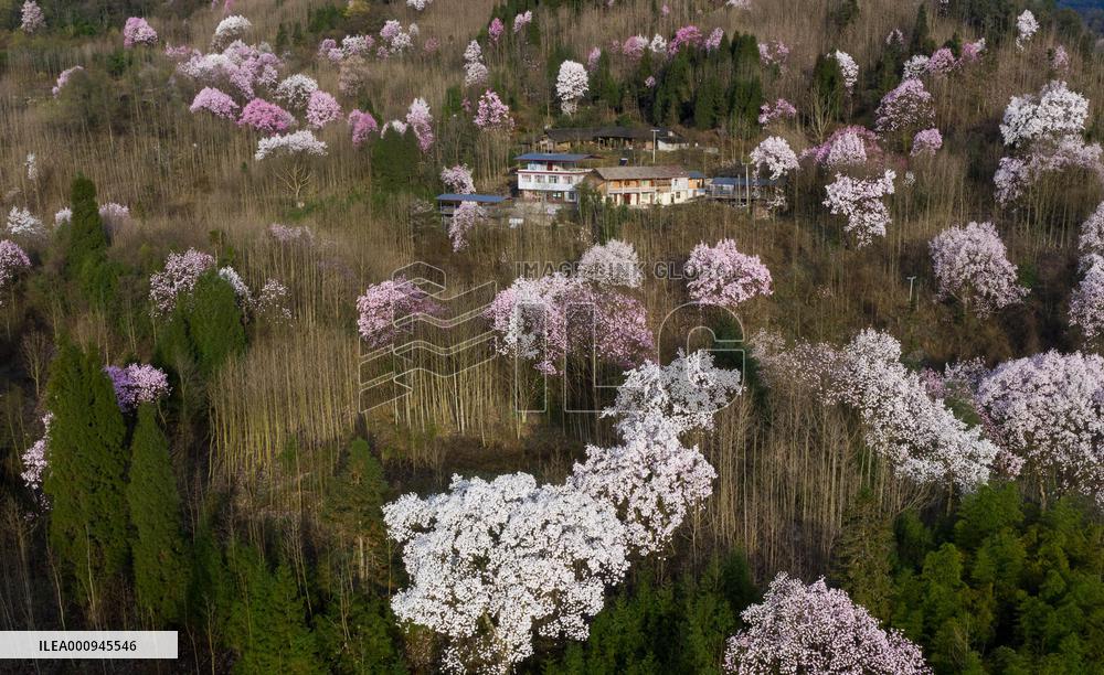 CHINA-SICHUAN-JIANGYOU-MAGNOLIA FLOWERS(CN)