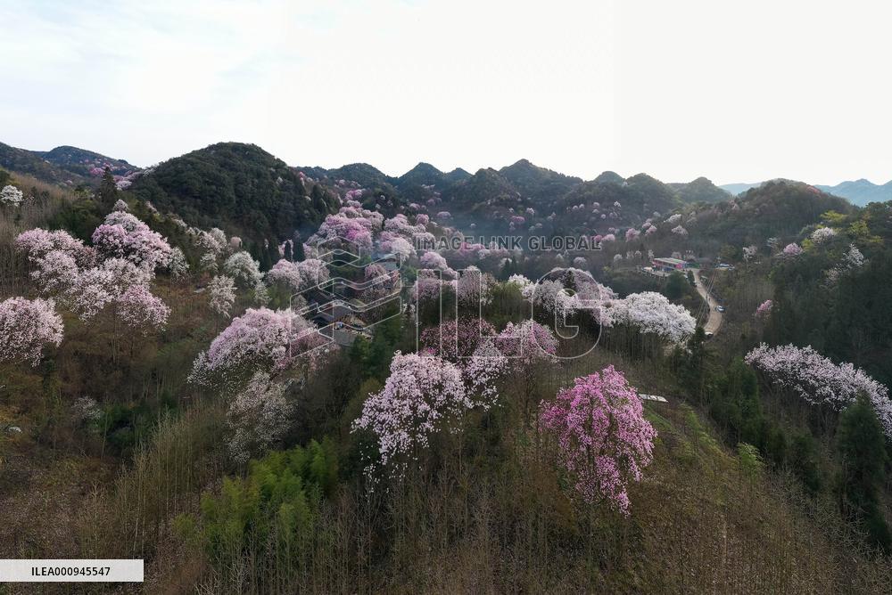 CHINA-SICHUAN-JIANGYOU-MAGNOLIA FLOWERS(CN)