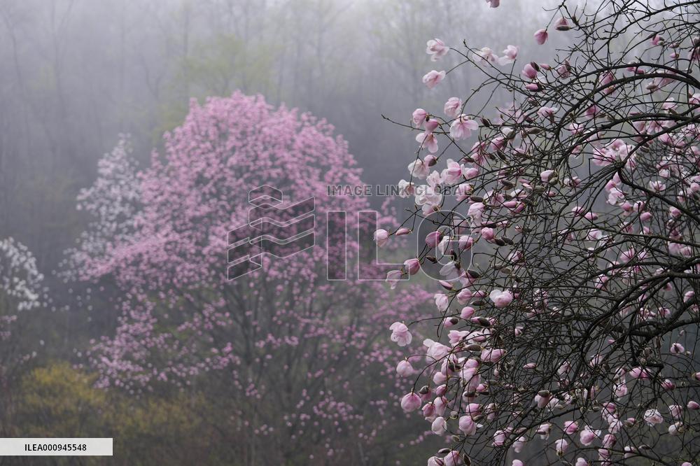 CHINA-SICHUAN-JIANGYOU-MAGNOLIA FLOWERS(CN)