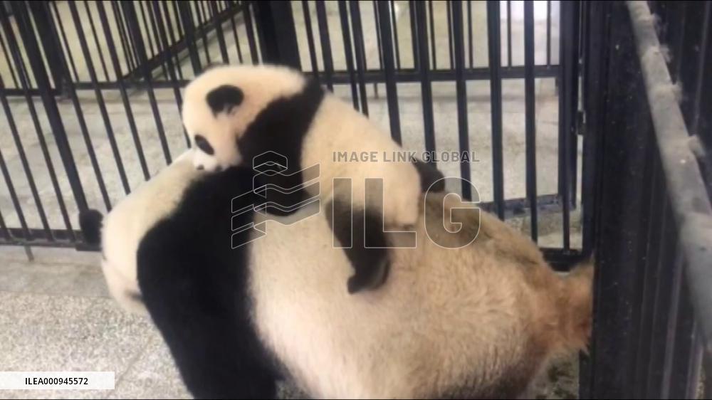 How do giant pandas interact with their babies?