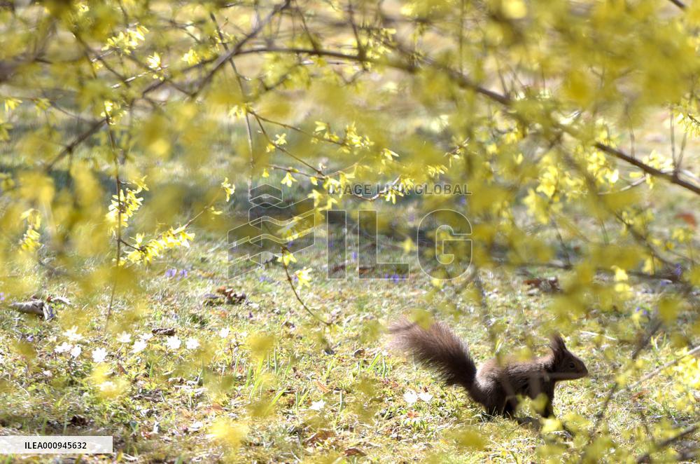 AUSTRIA-VIENNA-SPRING SCENERY